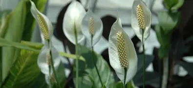 Peace Lily Care Guide For NZ.