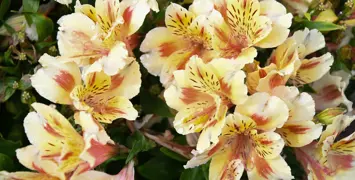 Growing Peruvian Lilies in New Zealand.