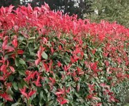 Photinia Care Guide: How to Grow and Maintain Photinia Shrubs.