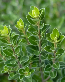 Pittosporum Care Guide for New Zealand Gardens.