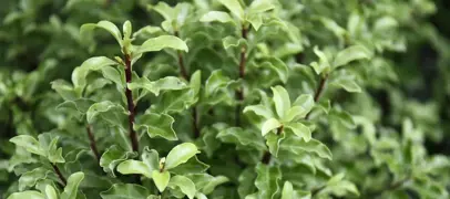 Pittosporum tenuifolium Care Guide: How to Grow and Maintain them in NZ.