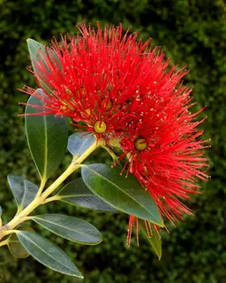 Pohutukawa And Rata Information & Advice .