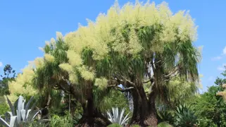 Ponytail Palms - The Ultimate Guide.