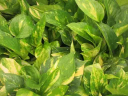 How To Grow And Care For Pothos In NZ Homes.