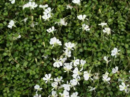 Pratia Angulata (Panakenake) Information & Advice .