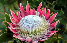 Protea Advice For Growing, Care, Pruning, & More!