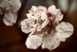 Prunus Trees in New Zealand: Types, Care, and Growing Tips.