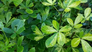 Pseudopanax Growing & Care Guide for New Zealand Gardens.