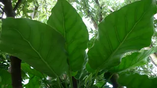 Puka Tree Growing Guide For NZ.