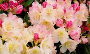 Rhododendron Care Guide: Growing & Maintaining Healthy Plants.