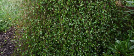 Ribbonwood Tree: Identification, Growth, & Care in New Zealand.