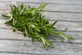 Rosemary Plant Guides for New Zealand Gardeners.