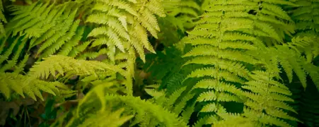 Shade Loving Plants NZ: Top Picks for Shady Gardens.