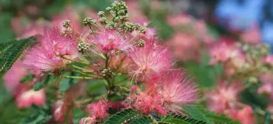 Silk Tree NZ Growing Guide and Care Tips.