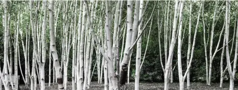 Silver Birch Tree Growing Guide For NZ.