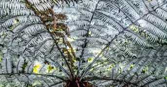 How To Grow And Care For Silver Ferns In NZ.