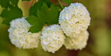 Snowball Tree Care Guide: How to Grow and Maintain Snowball Trees in NZ.
