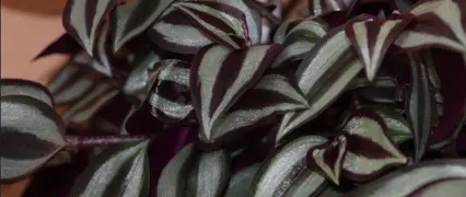 Tradescantia Zebrina Care Guide.