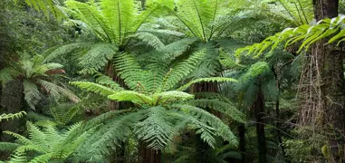 Tree Ferns – Growing and Care Guide.