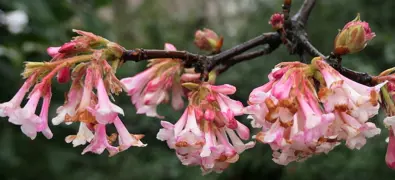 Viburnum Care Guide: How to Grow and Maintain Viburnum Shrubs.