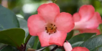 Vireya Rhododendron Care and Growing Guide for New Zealand.