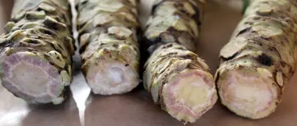 Wasabi Plant Growing Guide for New Zealand.