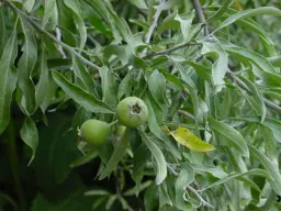 Weeping Pear Tree Growing Guide For NZ.