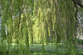 Weeping Willow Growing Guide For NZ.