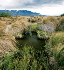 Wetland Areas And Septic Fields.