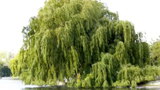 Willow Trees In NZ: Growing and Care Guide for NZ Gardens.