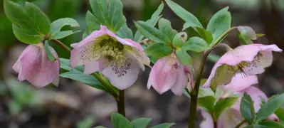 Winter Flowers That Thrive In NZ Gardens.