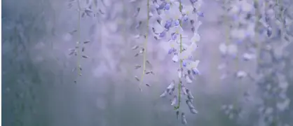 Wisteria Care and Growing Guide for New Zealand Gardens.