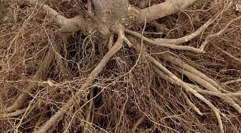 Are Eugenia Roots Invasive?