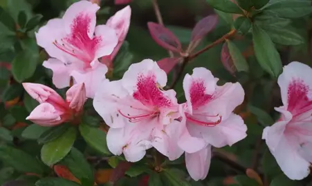 What Do Azalea Flowers Symbolize?