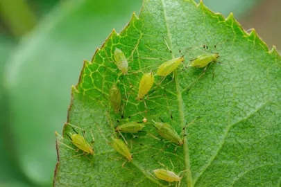 Azalea Pests In NZ.