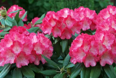 What Is The Difference Between An Azalea And A Rhododendron?