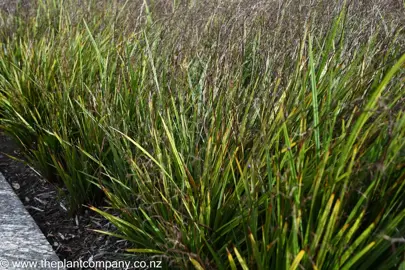 What Is The Common Name For Dianella?