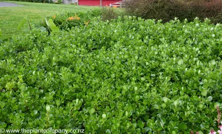 How To Grow Coprosma repens Poor Knights As A Ground Cover.