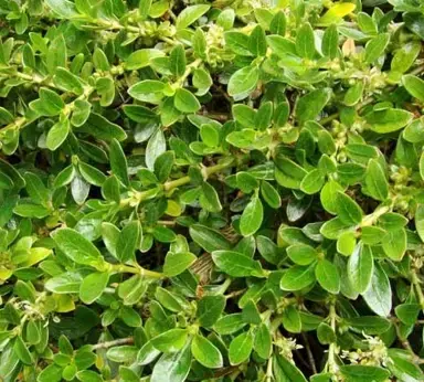 Coprosma prostrata Information.