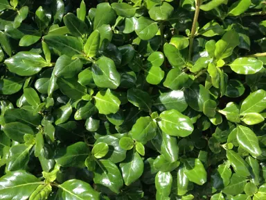 Can Coprosma Repens Grow Under Trees?