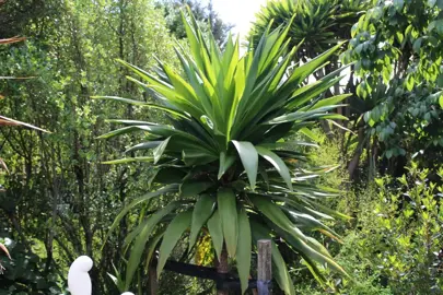 Cordyline Broadsword Information.