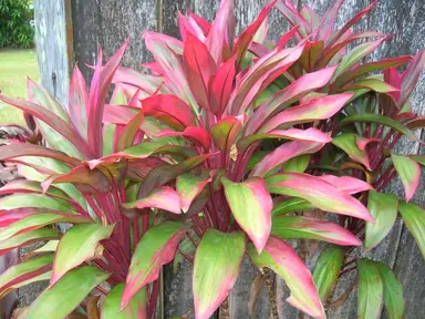 Cordyline Fruticosa (Ti Plant) Information.