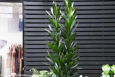 Cordyline Showoff Information.