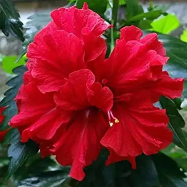 What Are The Different Types Of Hibiscus?