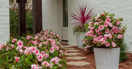 Dwarf Evergreen Azaleas.