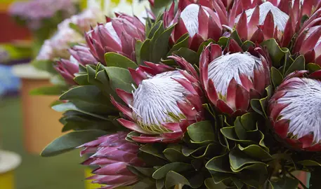 What Is The Easiest Protea To Grow?
