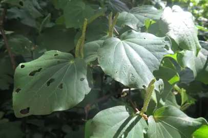 What Part Of Kawakawa Can You Eat?