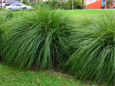 What Is The Fastest Growing Lomandra?