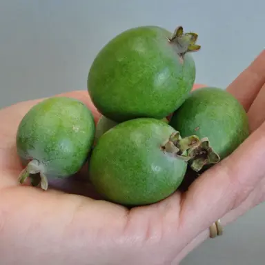 Feijoa Bambina Characteristics.