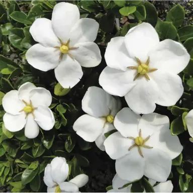 Do Gardenias Flowers Have A Fragrance?